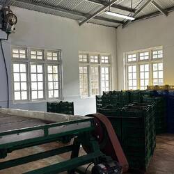 Fermentering af sort te (2 timer)