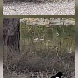 Sehr viele Vögel gibt es hier im Ebro Delta Reisanbaugebiet zu beobachten.