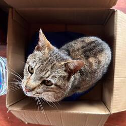 Katze in der Kiste... 😂