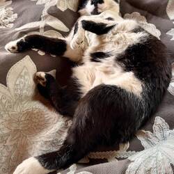 Chillen mit Colli - unserem 7 Kilo Puma