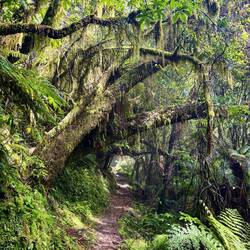 De eerste helft van de wandeling ging door dit soort sprookjesachtig bos