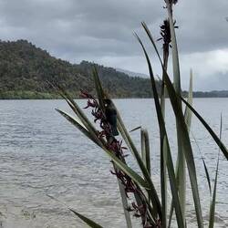 De Tūī vogel! Een blauw/groen/bronzen vogel met een witte 'keelpluim'