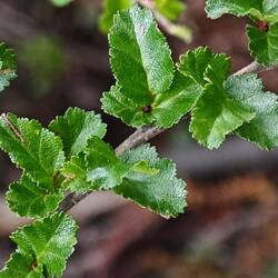 antarktische Scheinbuche