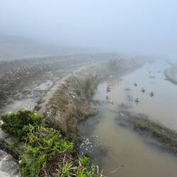 Allein waren wir nie ... 🦆🪿