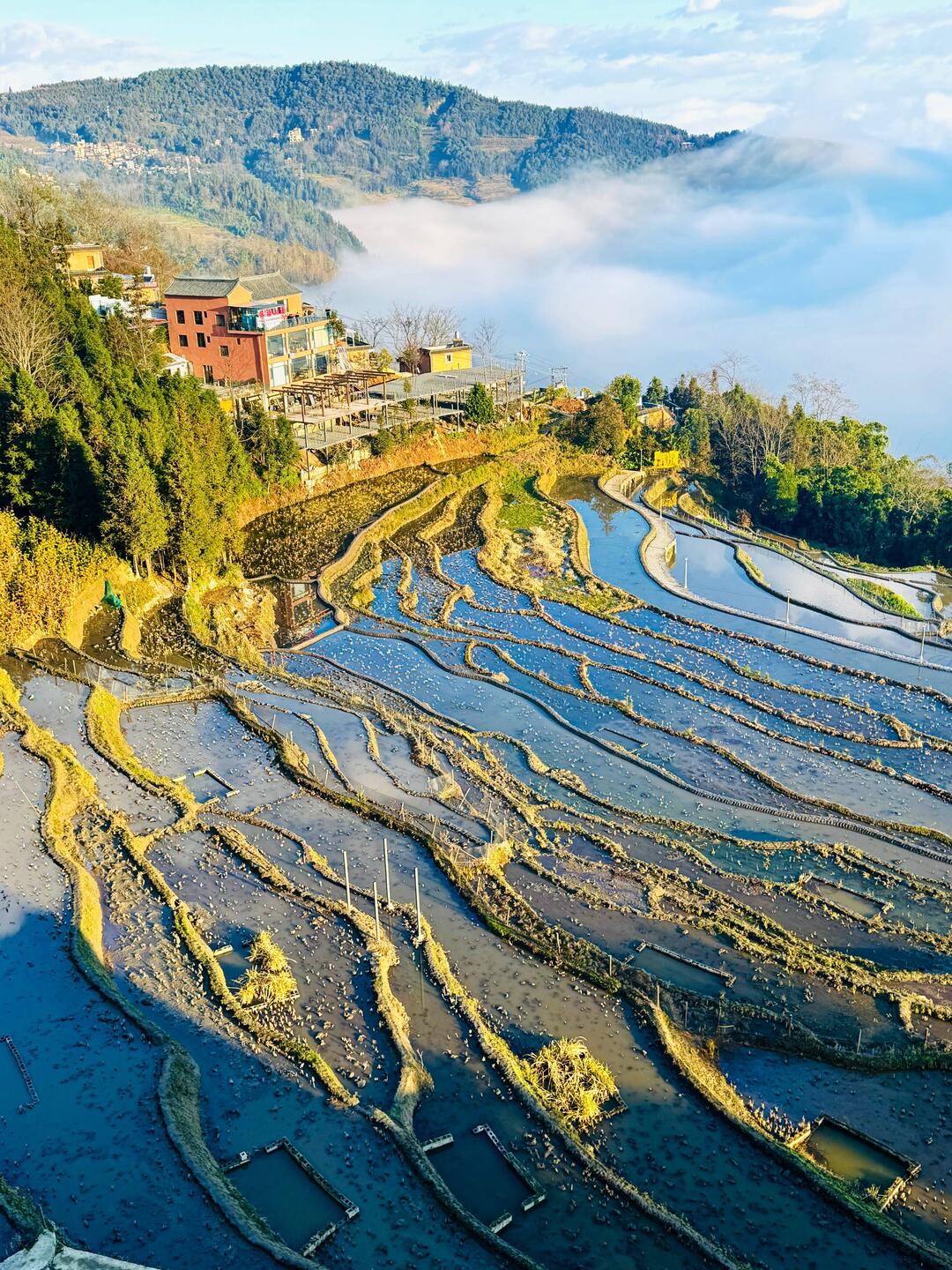 Samaba Reis-Terrassen