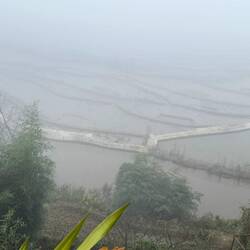 ... und die ersten Terrassen erscheinen im Nebel