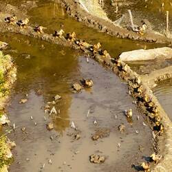 Ständig umgeben von einer Schnatterbrigade 😆