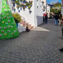 Moni sammelt jetzt Weihnachtsbaumbilder