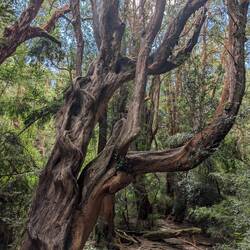 Knarzig, wurzelig, alt