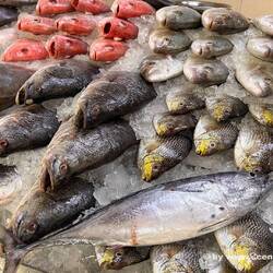 Mirfa Fishmarket