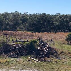 Greifvögel on maß hier