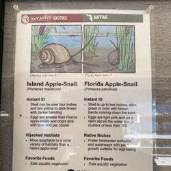 Mitten drinnen die Schneckenhäuser unter den Bäumen. Hat uns sehr verwundert