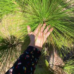 Wie lang die Nadeln der Seiden Kiefer sind. Sie vertragen auch Salzwasser