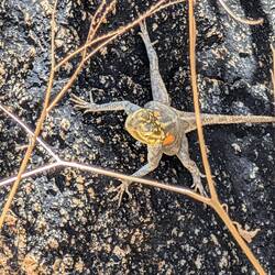 Felsagame (Weibchen)