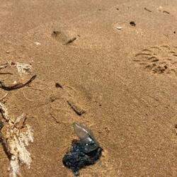 ☠️☠️Portugiesische Galeere 🪼🪼