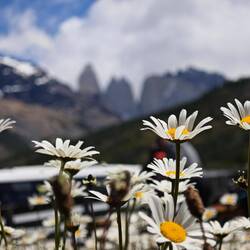 Picknick inmitten von Margeriten