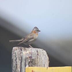 die patagonische Unterart der Morgenammer