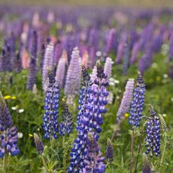 Lupinenfelder als markante Farbtupfer entlang unseres Wegs zum Nationalpark