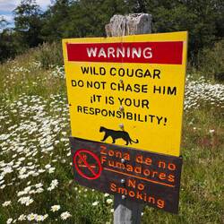 Wir sollen den Pumas nicht folgen. Die Frage ist, wer wen verfolgt hätte.
