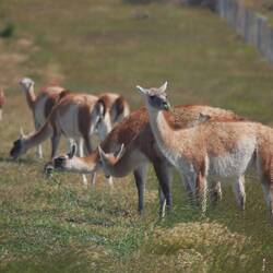 Guanakos auf dem Weg in den Nationalpark
