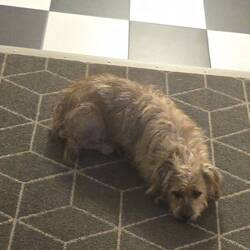 Rudy loves to watch me do my rituals....