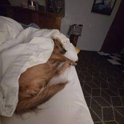 Rudy snuggled in beautifully.