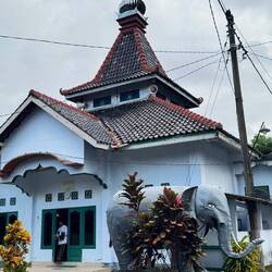 Elephant plays hide and seek