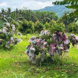 Bagged fruit of the tree possible to protect it from pests