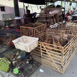 ... to live birds being sold