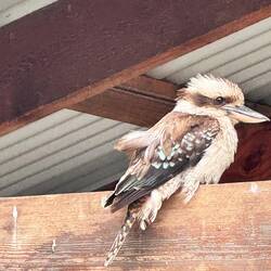 Kokaburra - der lachende Hans 😅