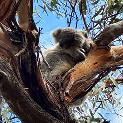 Ein Koala Baby 😍😍