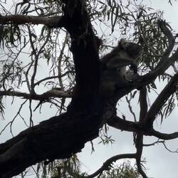 Ein knurrender Koala 🐨😅