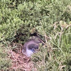 Ein Penguin Baby das auf die Eltern wartet 😍