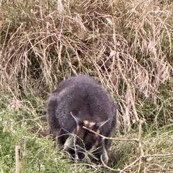 Wallabys sind auch überall 😅