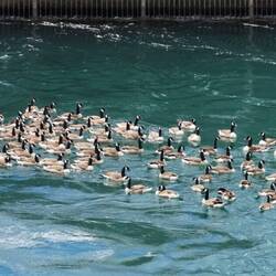 Kanadagänse beim Kraftwerk - eine invasive Art, welche eingeschleppt wurde durch die Siedler