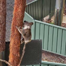Dr Nigel cha nümm zrugg, er het nume no eis Bei...aber chlättere chaner no😍