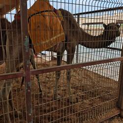 Ein Formel 1 Camel - quasi ein Rennpferd