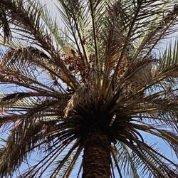 Auch hier werden Datteln geerntet ( genau hinschauen ist nötig) aber die besten kommen aus Palästina