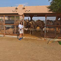 Ein Camel kostet unverhandelt 800 €😄