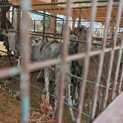 Babycamele 1-3 Tage alt