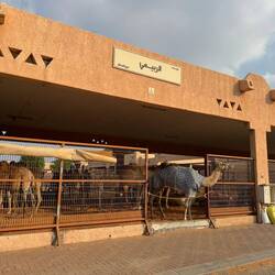 Camel Markt in Al Ain