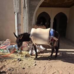 I.A. - Ich bin doch glücklich...