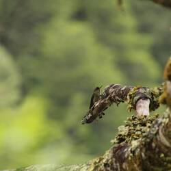 Green-backed Firecrown