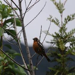 Rufous-tailed Plantcutter