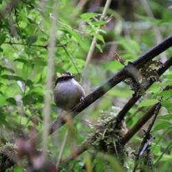 Thorn-tailed Rayadito