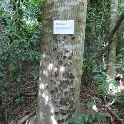Aus der Rinde dieses Baumes werden Frauenkleider gemacht