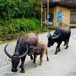 Hier wird noch traditionell gearbeitet. In Aktion haben wir sie nicht erlebt.