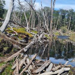 Biberdämme aller Orten