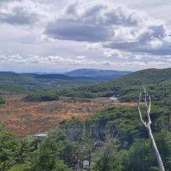 Moore, Moore und noch mehr Moore