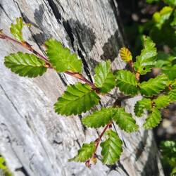 Lenga (Südbuche) - nicht mit unserer Buche verwandt, Blattgröße 2 cm